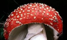 Beware of poisonous mushrooms: a selection of famous species