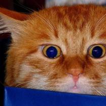 ยาสงบสติอารมณ์สำหรับแมว: หลักการออกฤทธิ์ข้อบ่งชี้ในการใช้