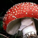 Hoiduge mürgiste seente eest: valik kuulsaid liike