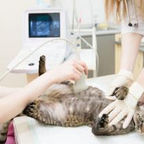Duration of pregnancy of a British cat How to determine whether a cat is pregnant after mating